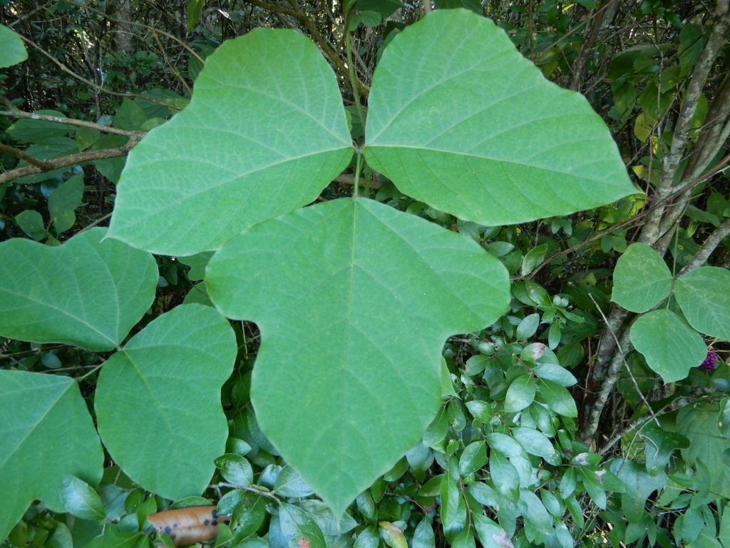 close-up of kudzu leaves