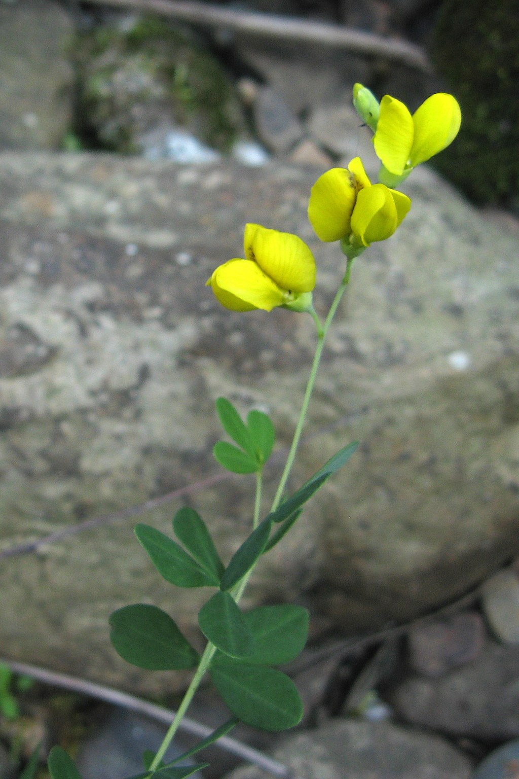 plant with yellow flowers