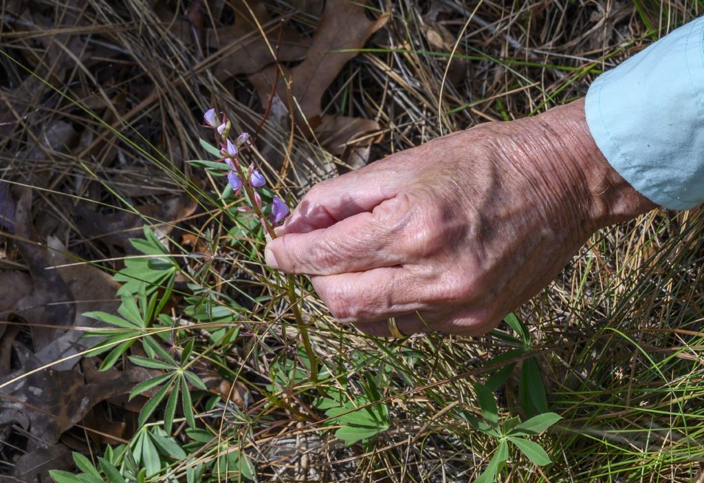 hand holding purple flower