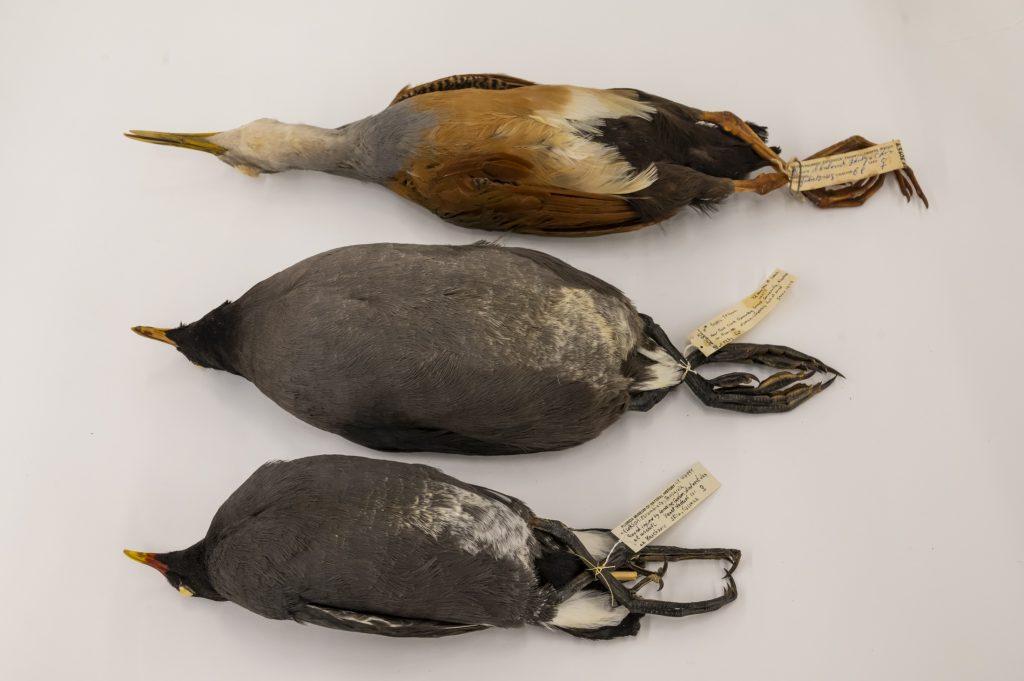 bird specimens