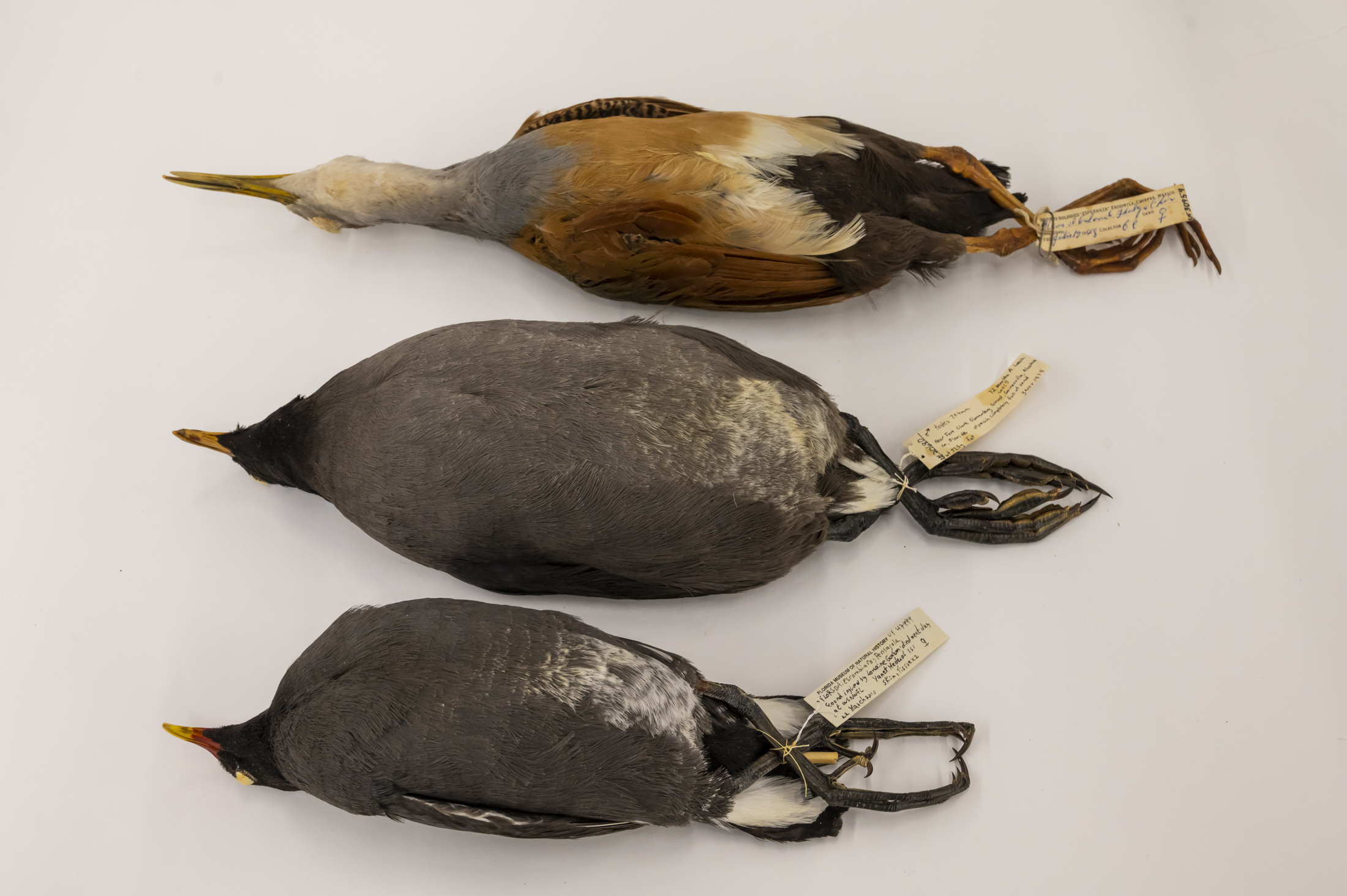 Three dead birds tagged with labels on their feet