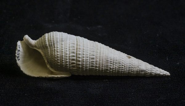 fossil snail