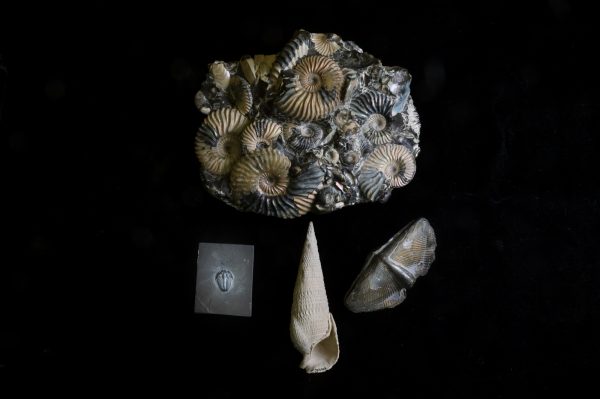 fossi ammonites, brachiopod, snail and trilobite