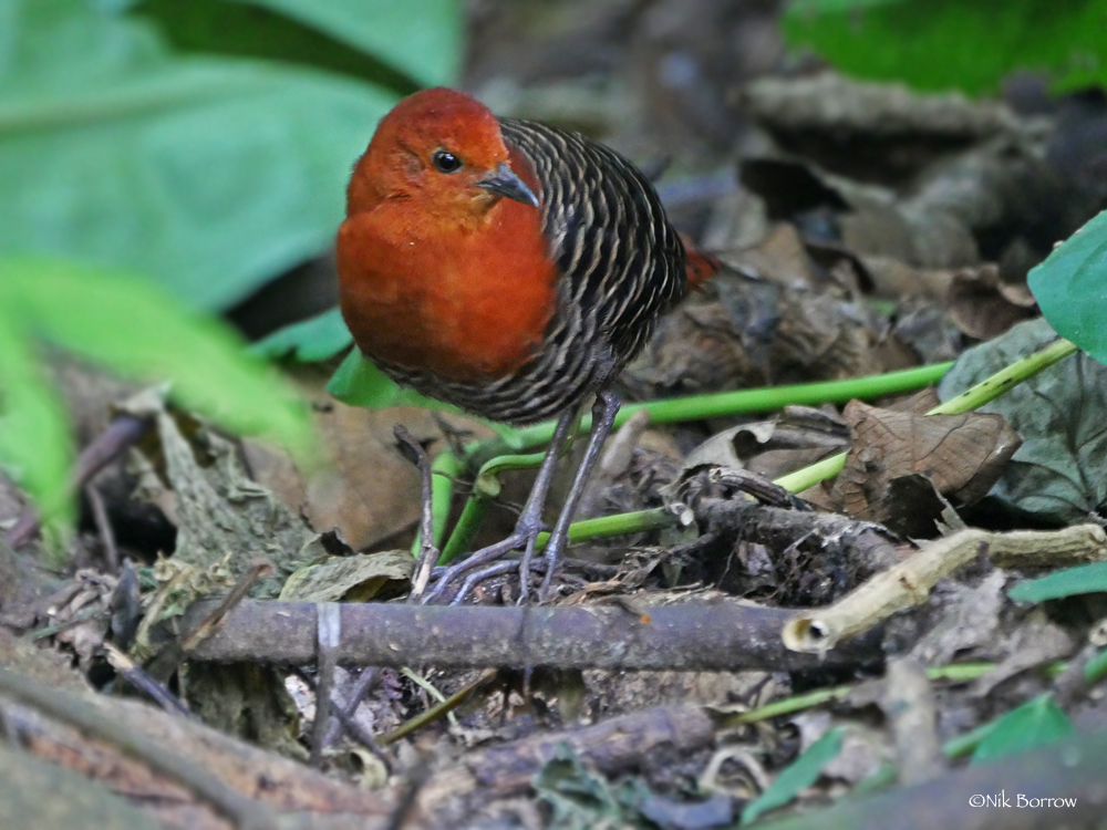 The flufftail has a red head and breast with a darker body speckled with white