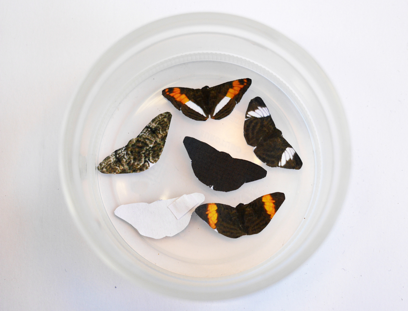 paper butterflies in dish are black, orange, white patterns