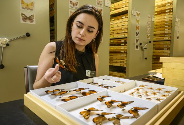 person looking at specimen in collections