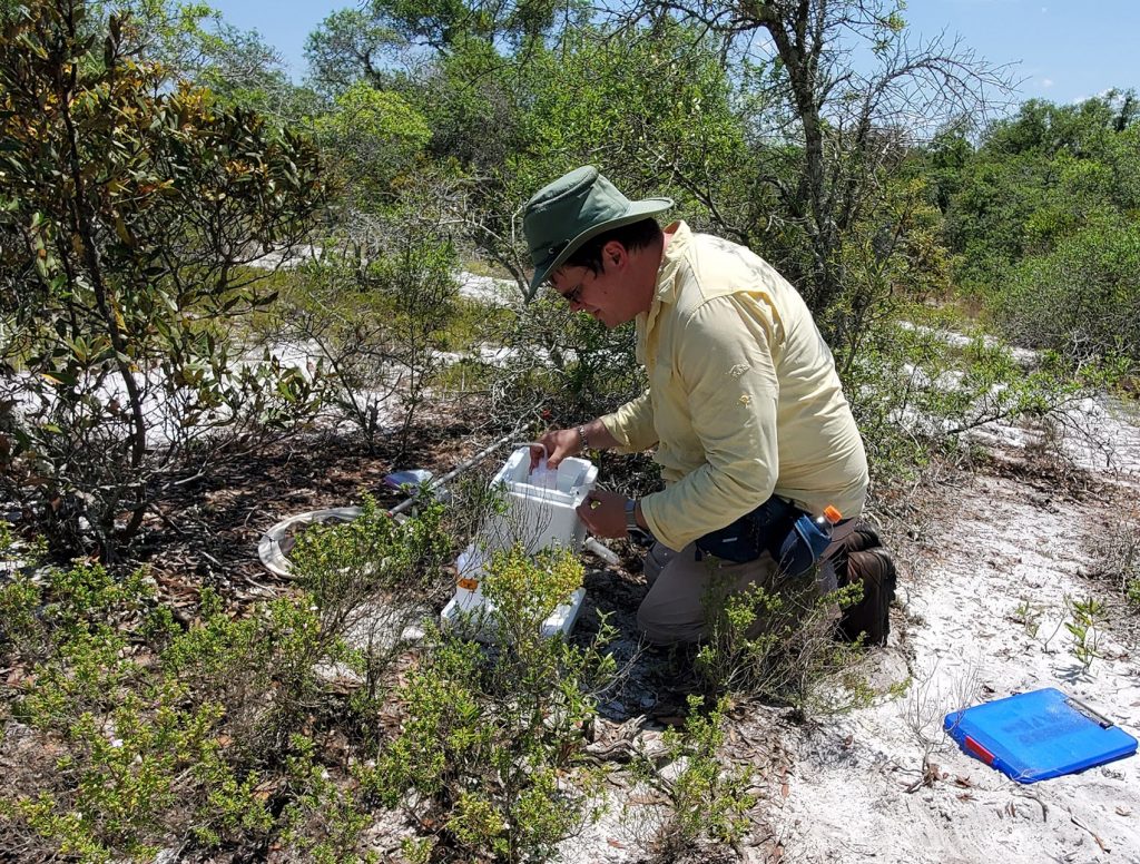 Chase Kimmel surveys habitat for blue calamintha bees