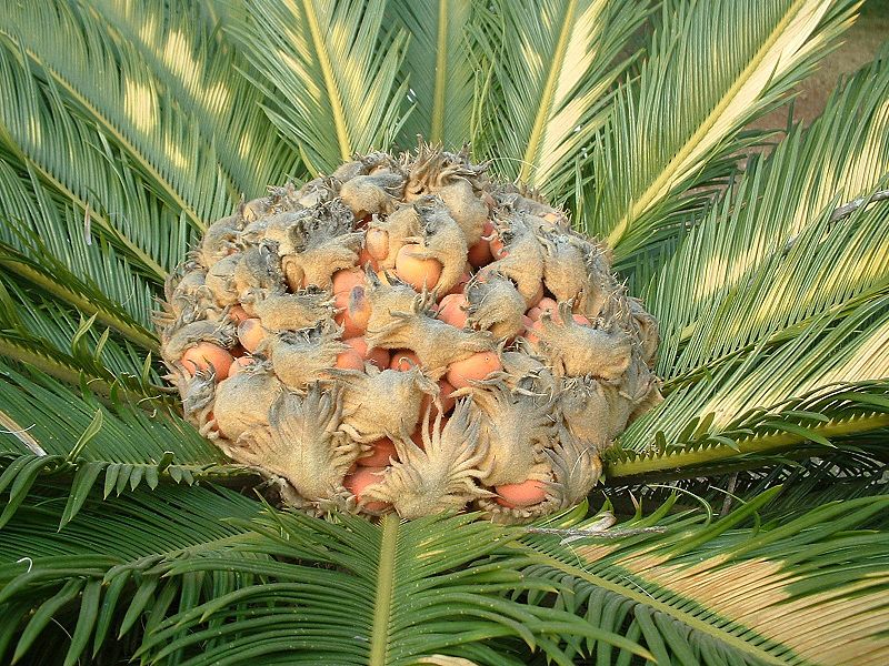orange seeds of sago palm