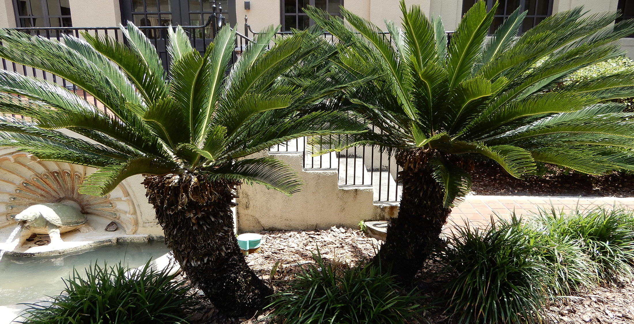 Poisonous plants in your florida garden six deadly species to know