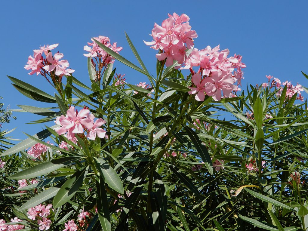 pink oleander blooms on green stalks