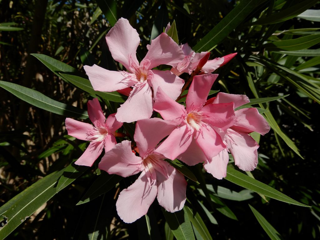 pink oleander blooms