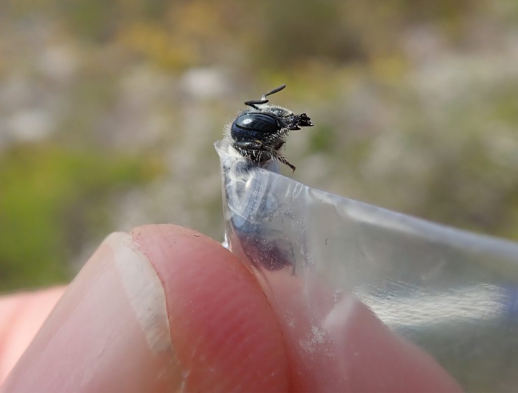 blue bee and researcher's hand