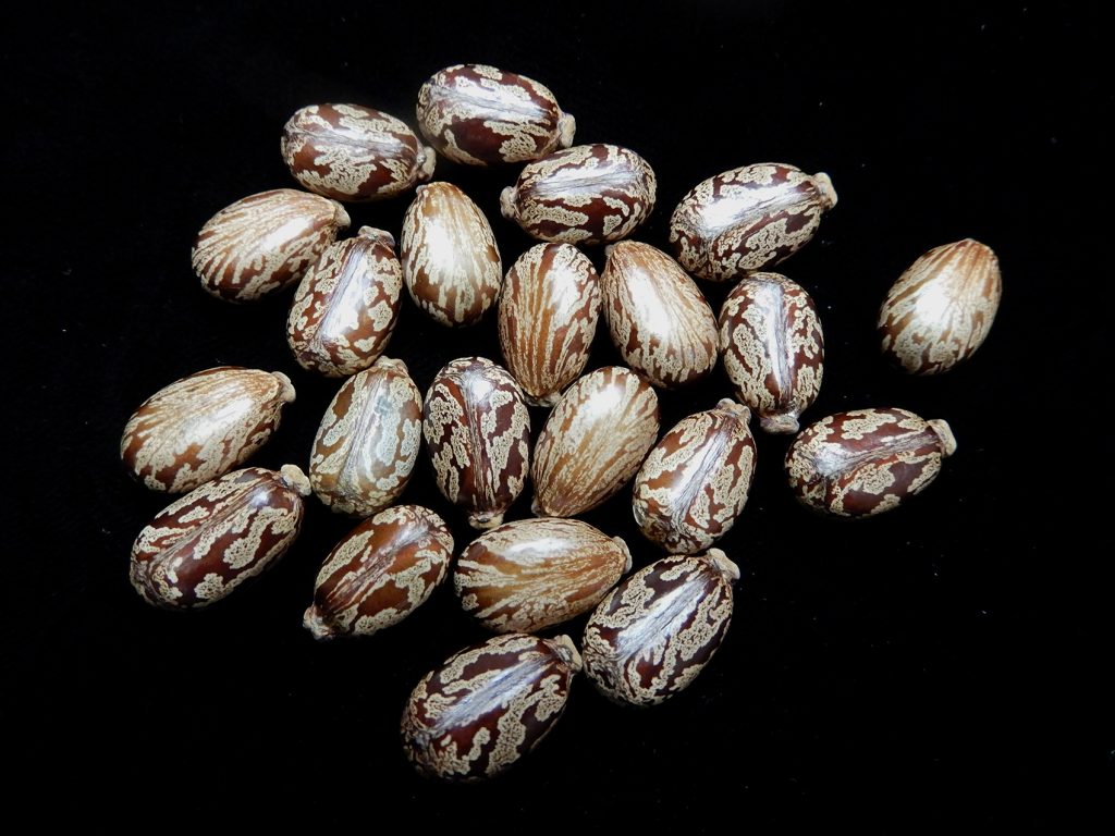 castor beans