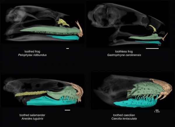 renditions of amphibian skulls