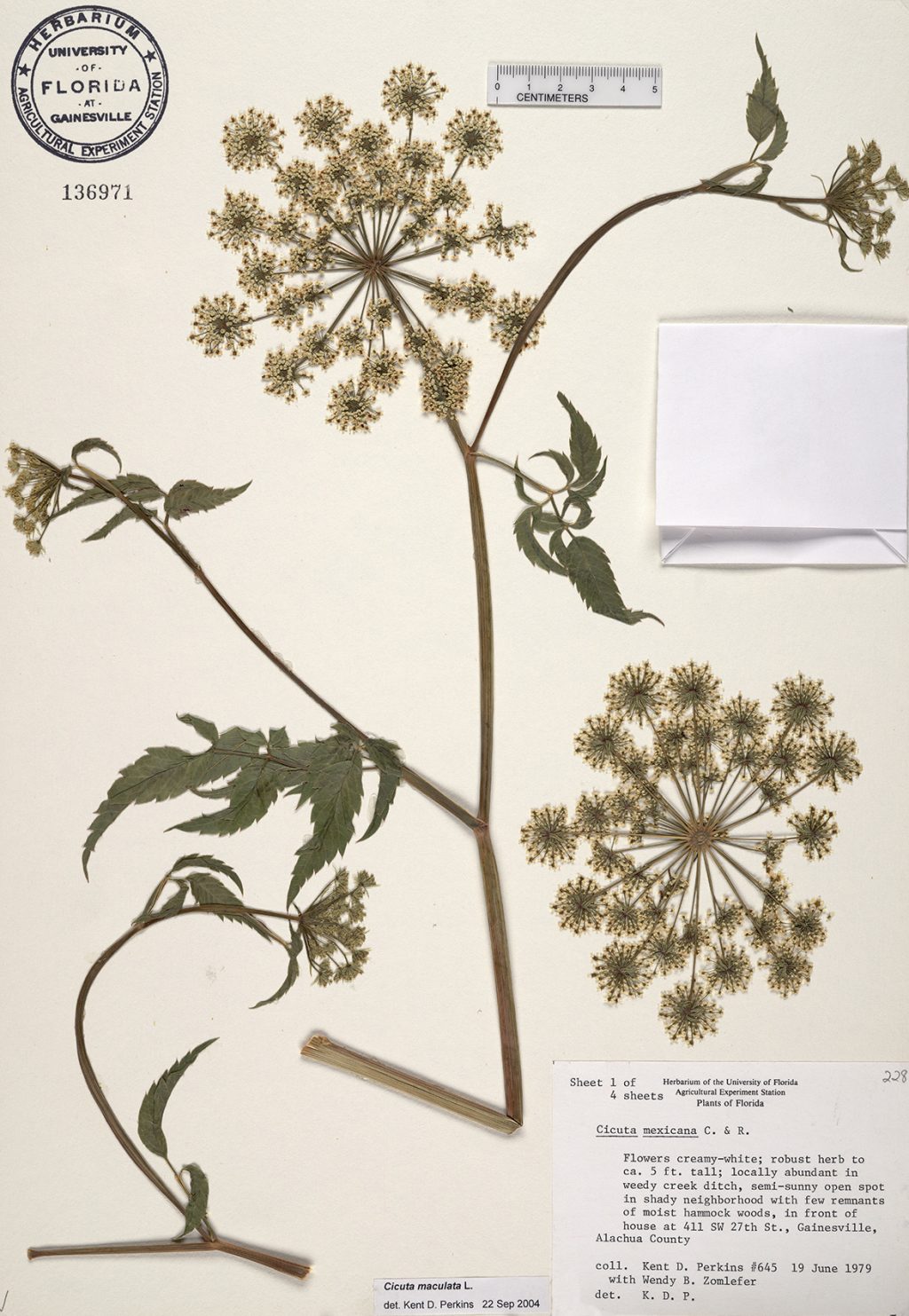 spotted water hemlock herbarium specimen