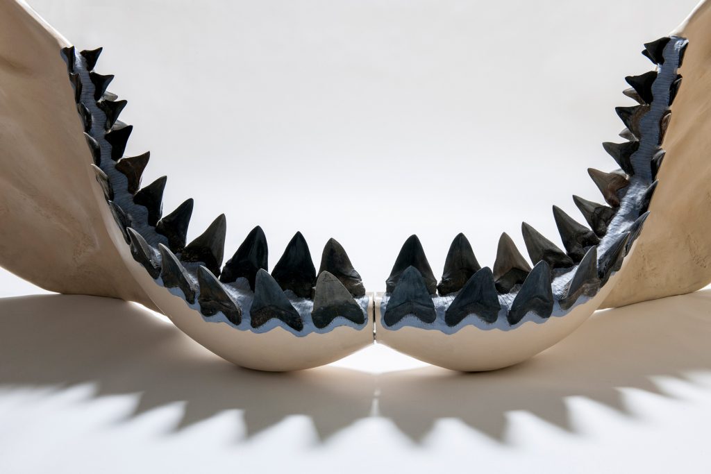 School lesson gone wrong leads to new, bigger megalodon size estimate