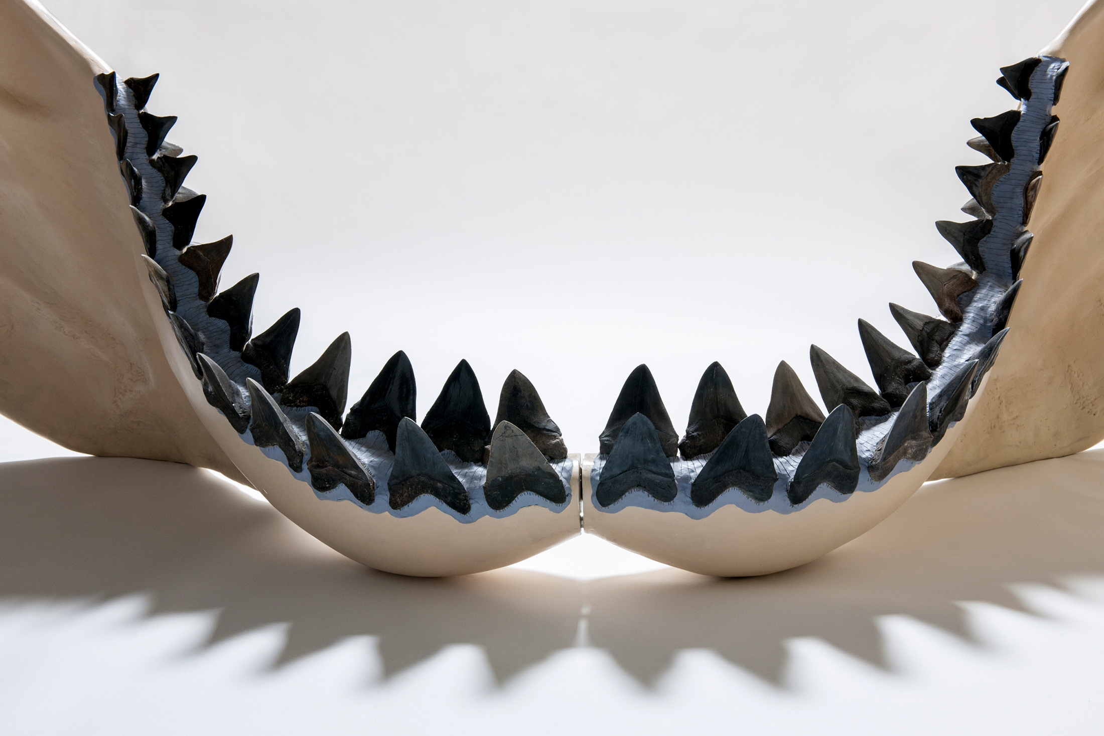 Las mandíbulas de los tiburones están hechas de cartílago. FOTO DEL MUSEO DE FLORIDA POR KRISTEN GRACE