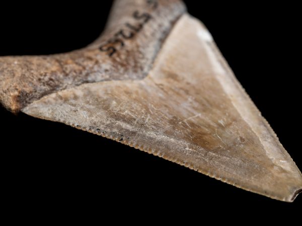 close-up of megalodon tooth