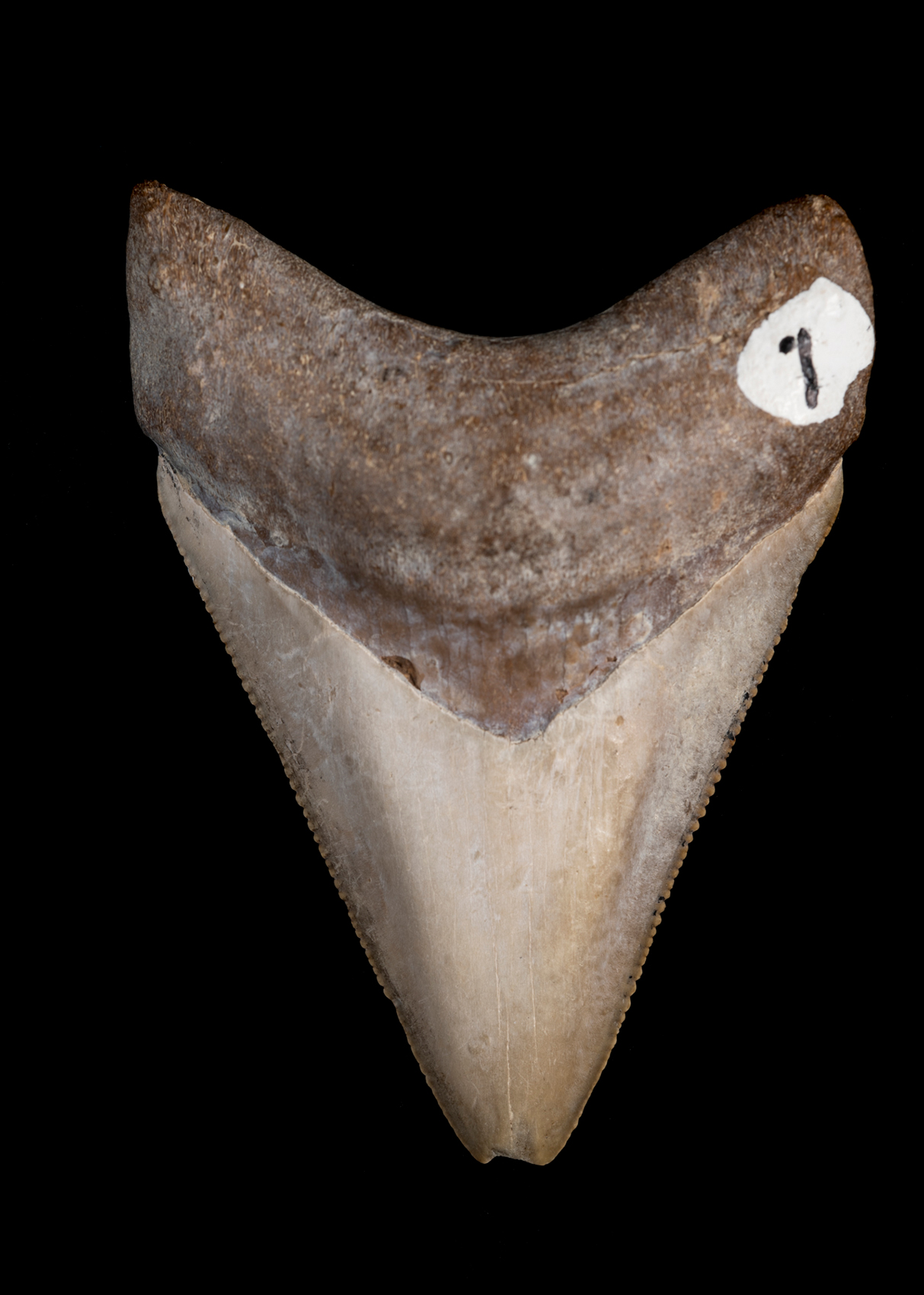 School lesson gone wrong leads to new, bigger megalodon size estimate