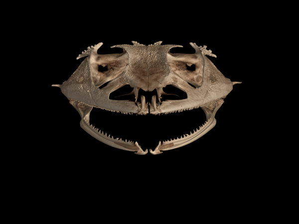 CT scan of the skull of Cornufer guentheri.