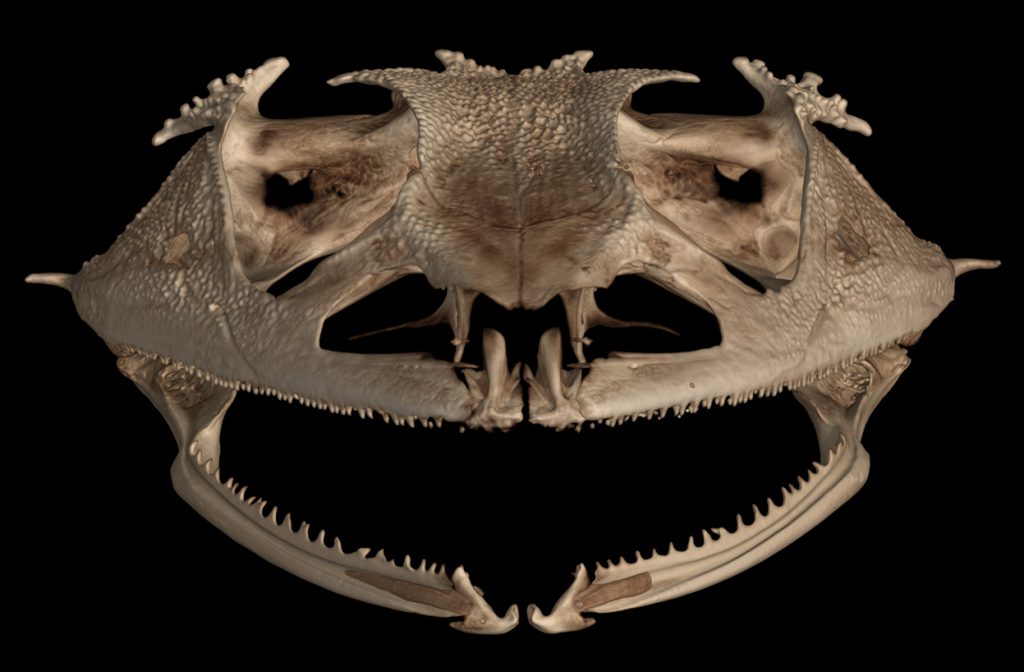 Digital image of a frog skull.
