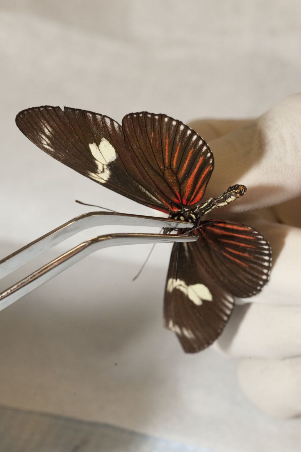 butterfly specimen