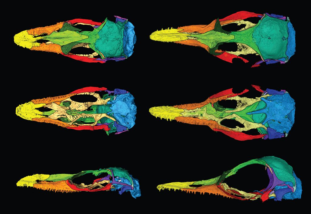 CT scans of fossil lizard skulls