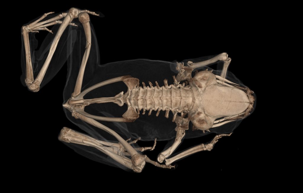 A CT scan of the frog species Paedophryne amauensis