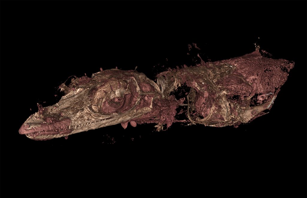 CT scan of fossil lizard