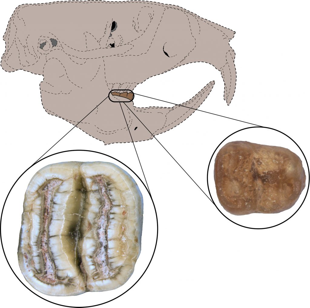 illustration of position of rodent teeth in model skull