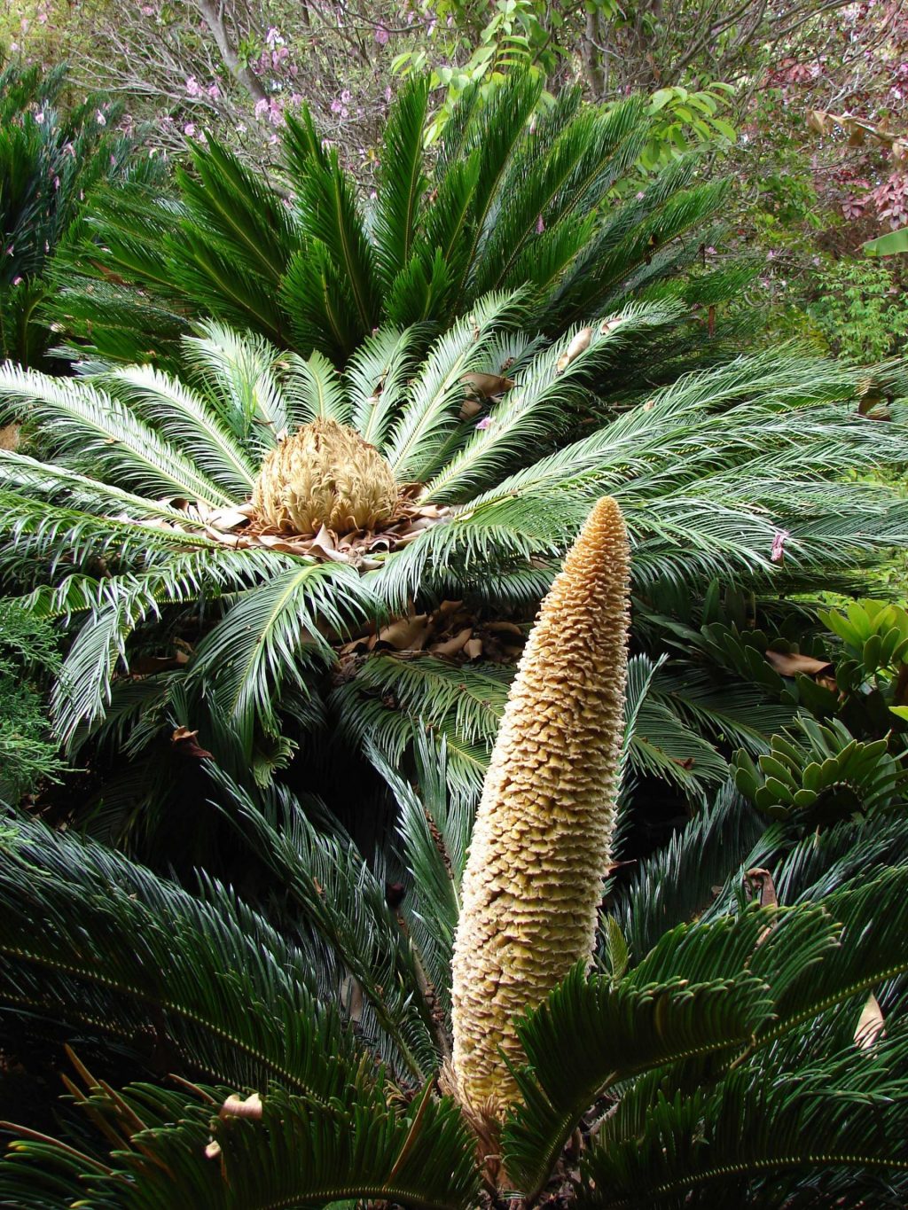 Cycad with cone