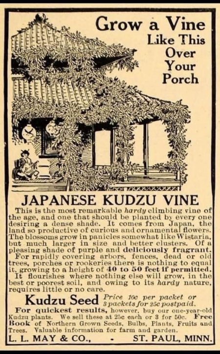 old ad for kudzu