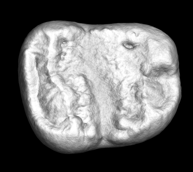 image of CT scan of rodent molar