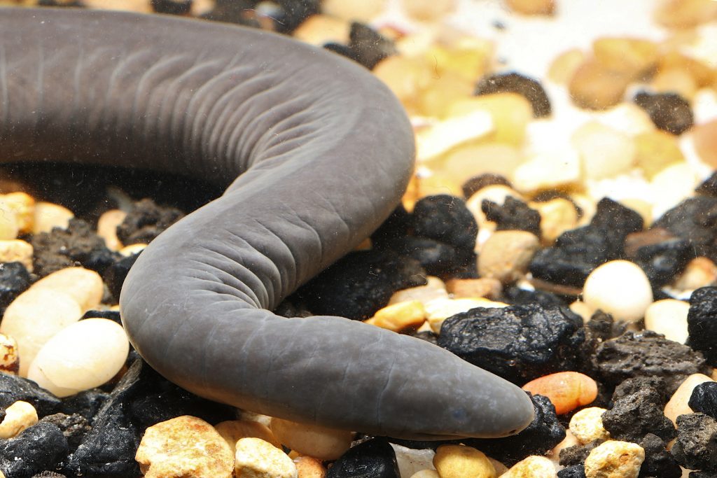 Rio Cauca caecilian in aquarium