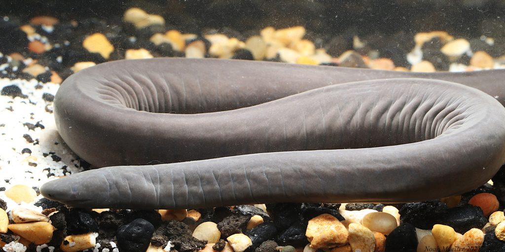 Rio Cauca caecilian in aquarium