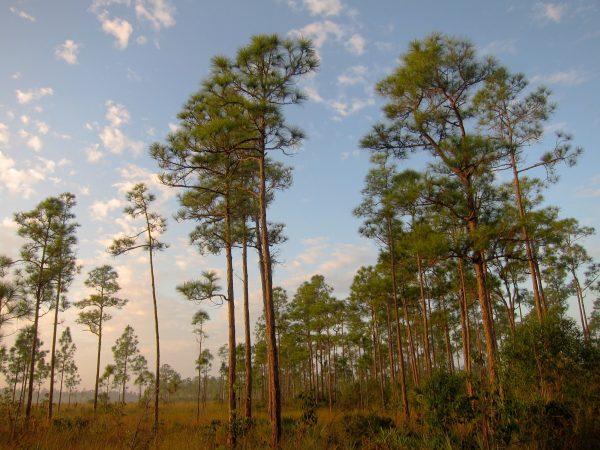 Pine rocklands in the Everglades
