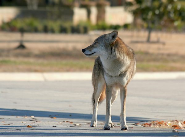 coyote on street