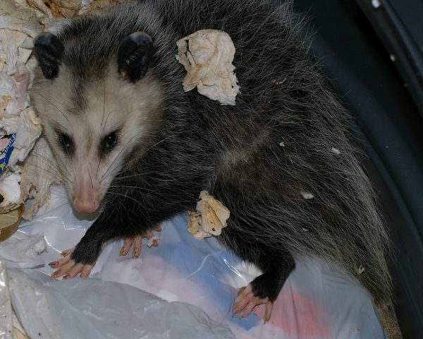 opossum raiding trash