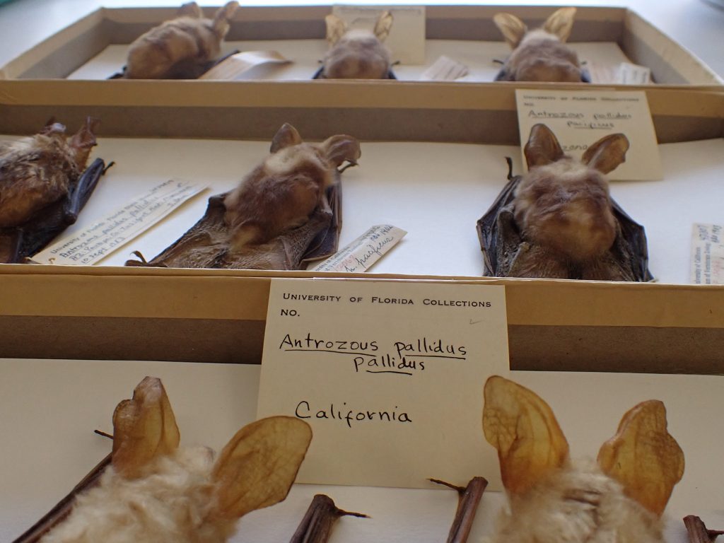 bat specimens