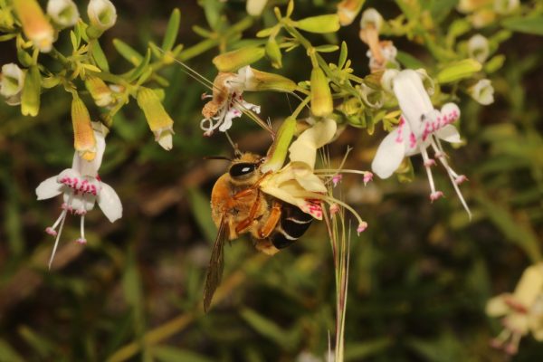 big hairy bee visiting flower