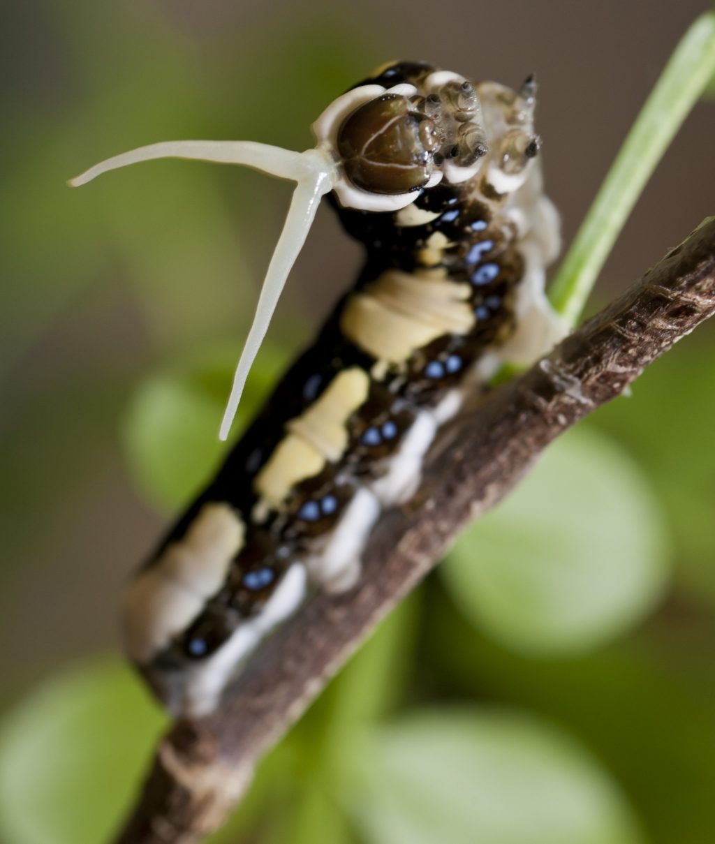 Schaus' swallowtail caterpillar with horns