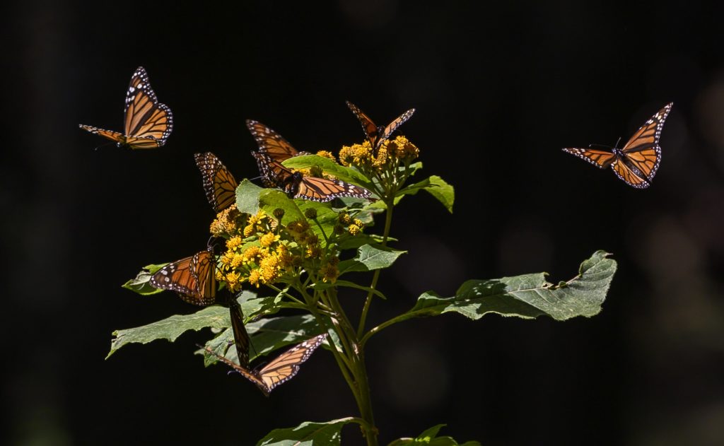Monarch butterflies pollinating plant