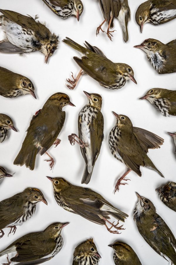 array of dead ovenbirds