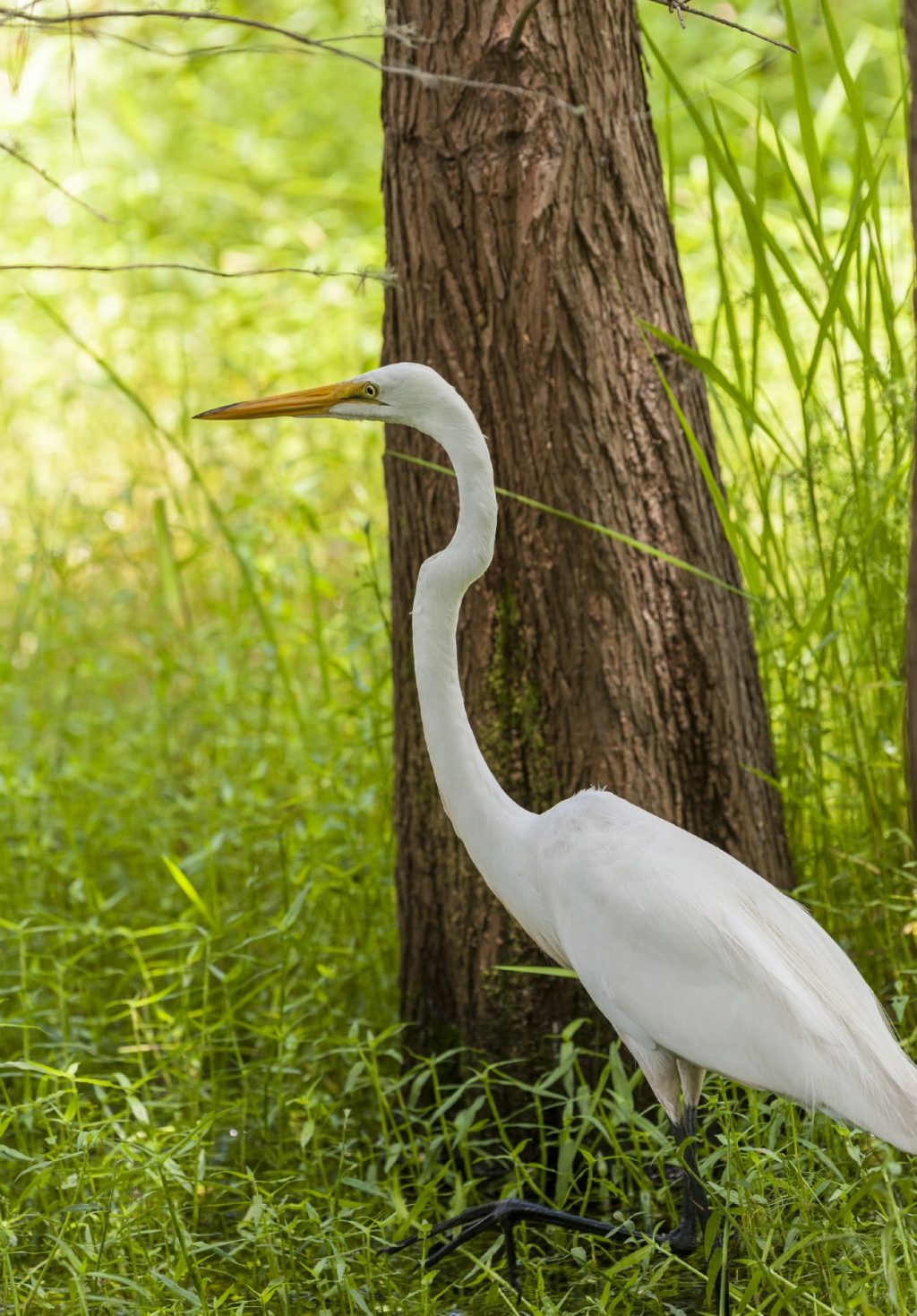 Great egret in front of a bald cypress tree wading through grass