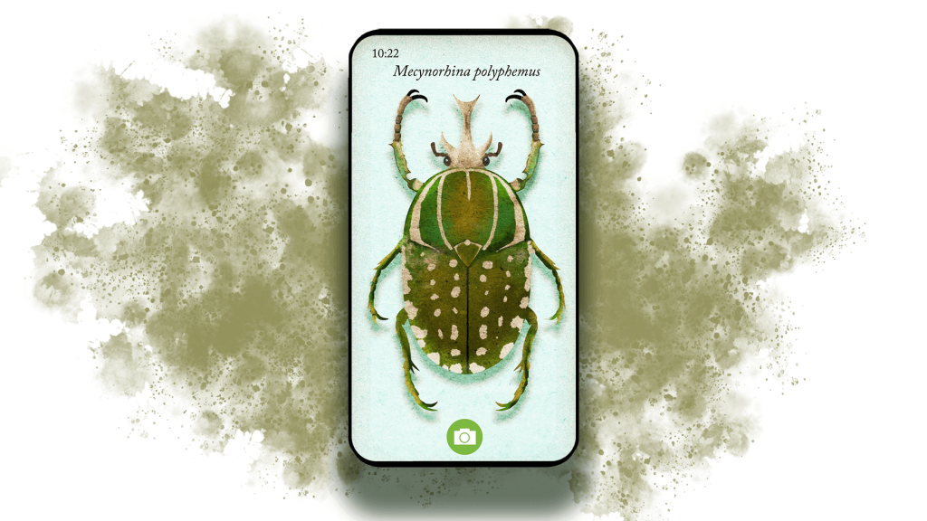 Beetle illustration