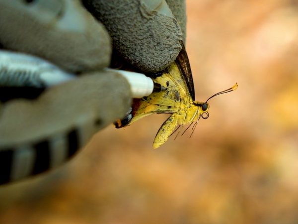 Researcher marking a Schaus' swallowtail with a sharpie for catch and release observation