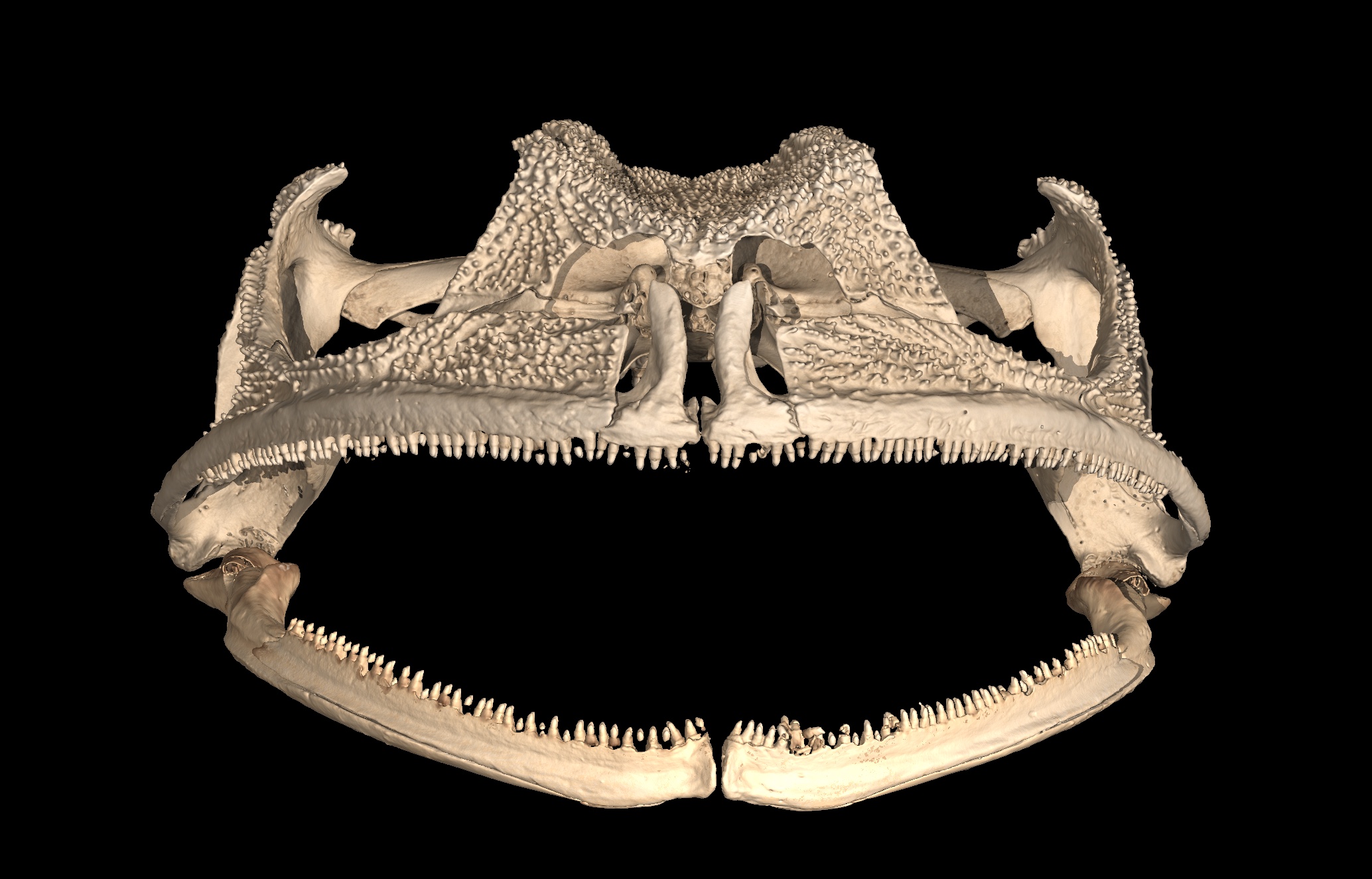 CT scan of Gastrotheca guentheri skull highlighting the teeth on the upper and lower jaws
