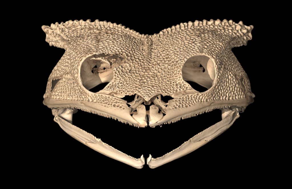 A CT scan of a Hemiphractus frog skull showing its bony fangs