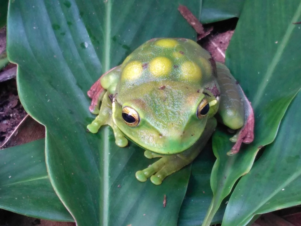 Image of a marsupial frog in the genus Gastrotheca