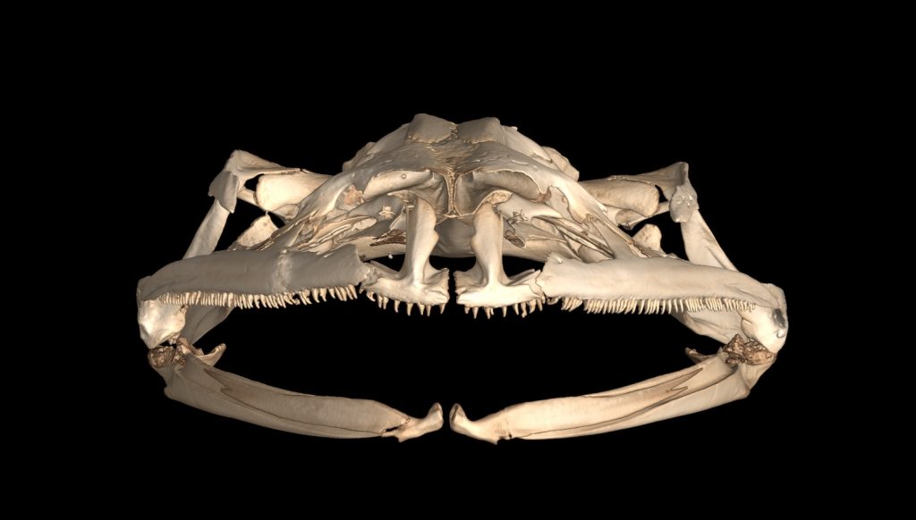 A CT scan of a skull from a frog in the genus Pelophyllax
